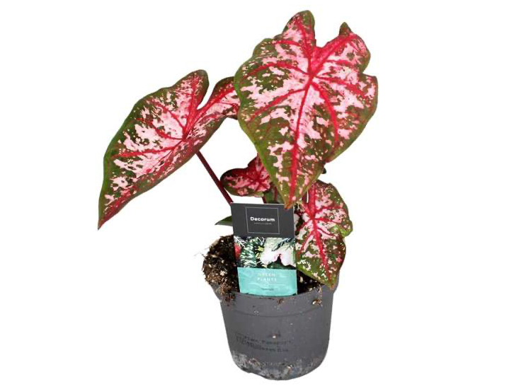 Caladium Carolyn Whorton