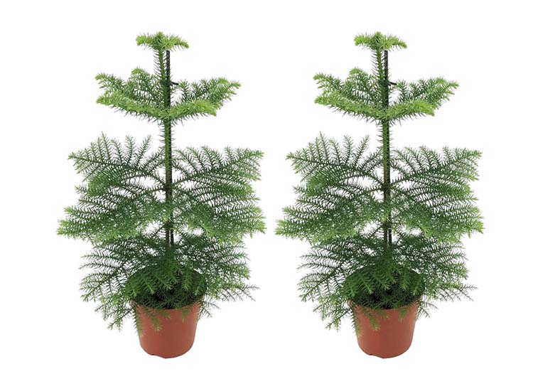 Araucaria 'Norfolk Pine' set of 2