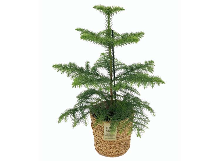 Araucaria 'Norfolk Pine' Met mand