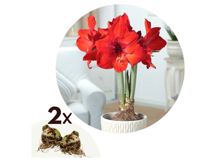 Flowerbulbs Amaryllis bulb 'red' - set of 2