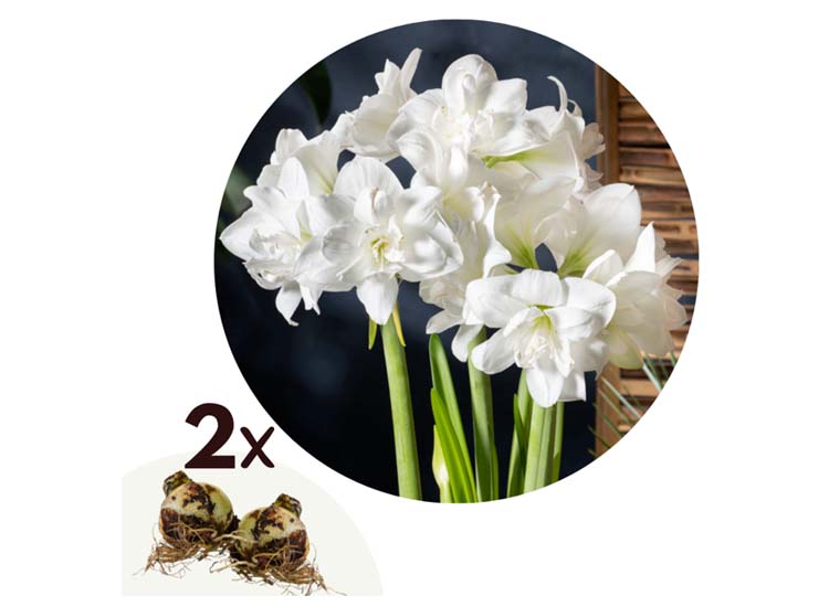 Flowerbulbs Amaryllis bulb 'white' - set of 2