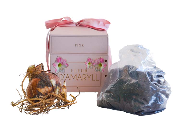 Flowerbulbs Amaryllis in giftbox - Pink