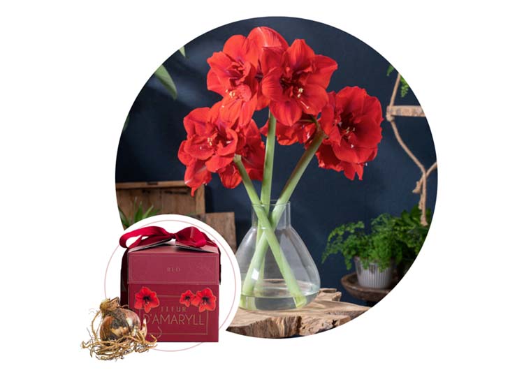 Flowerbulbs Amaryllis in giftbox - Red