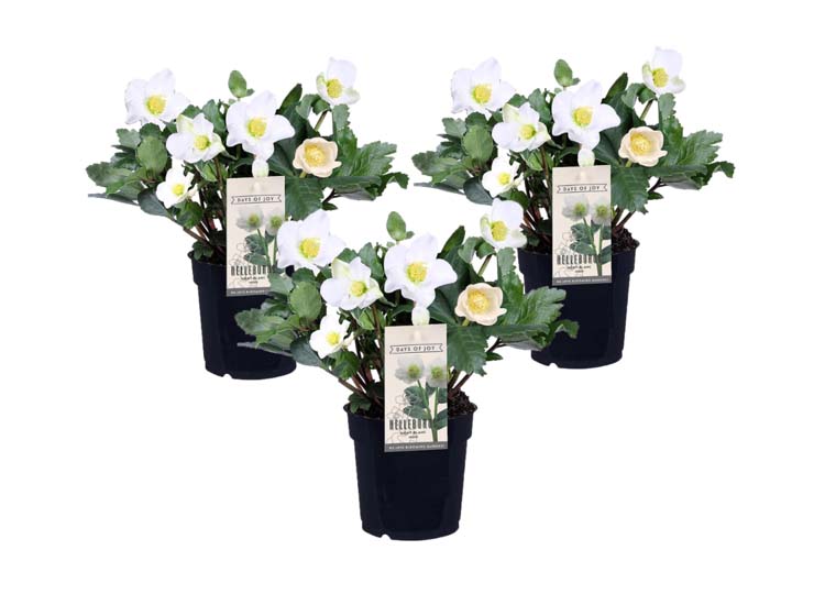 Helleborus 'Christmas rose' - set of 3