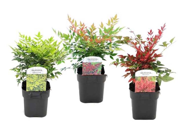 Nandina's - mix of 3