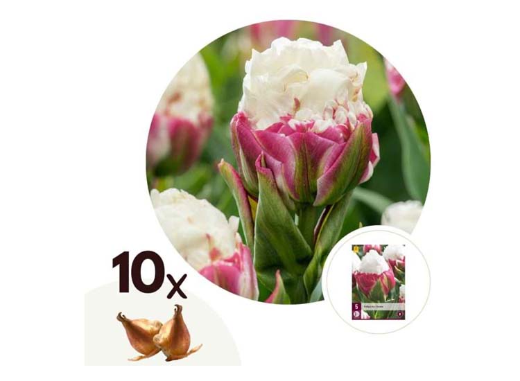 Tulpenbollen 'Ice Cream' - set van 10 bollen