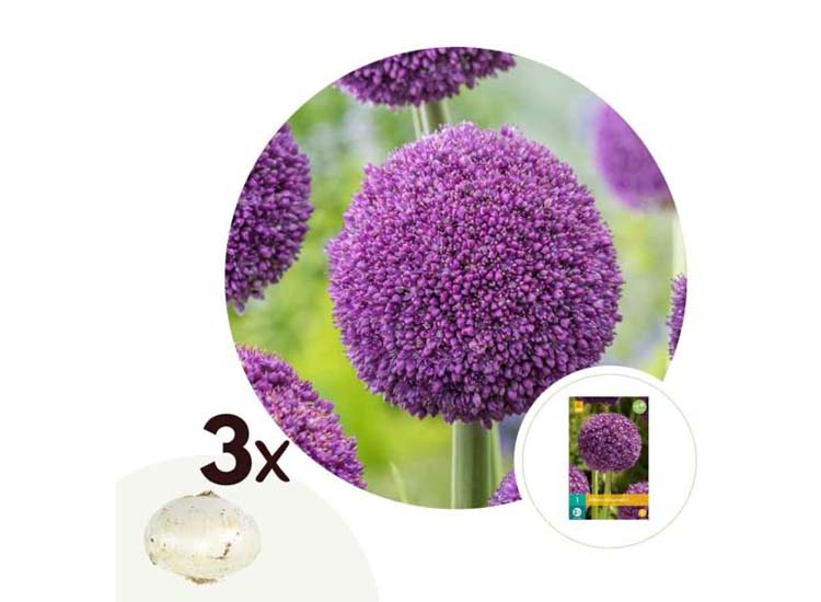 Allium bloembollen 'Ambassador' - set van 3 bollen