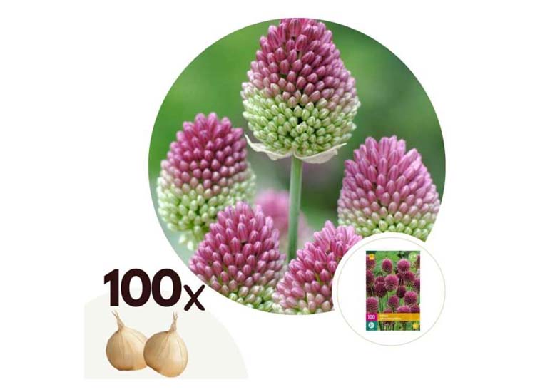 Allium bloembollen 'Sphaerocephalon' - set van 100 bollen